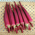 Candle Fire Hybrid Okra