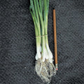  Evergreen Bunching Onion