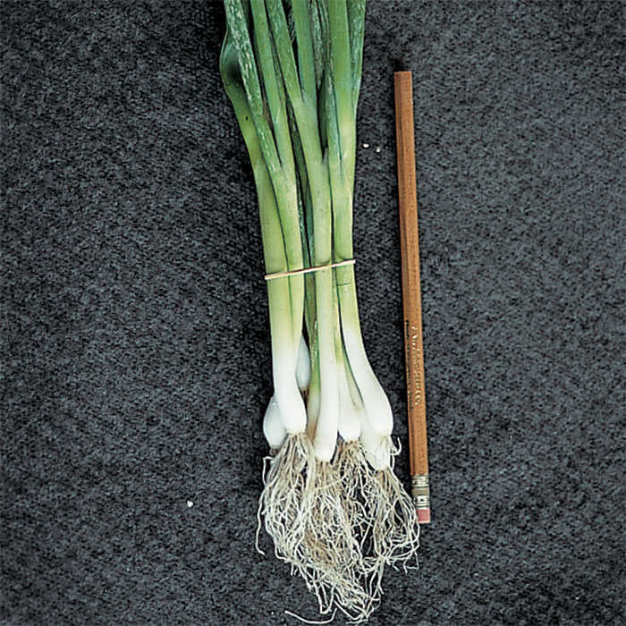  Evergreen Bunching Onion
