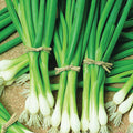  Warrior Bunching Onion