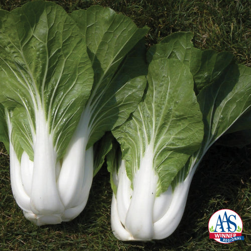  Bopak Hybrid Pak Choi