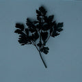  Dark Green Italian Parsley