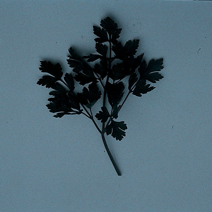  Dark Green Italian Parsley