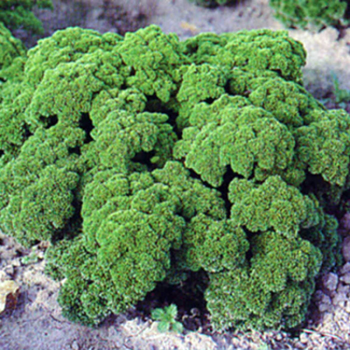  Parsley Moss Curled