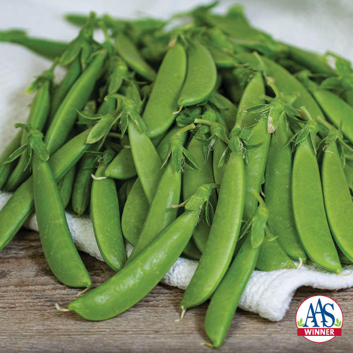 Sugar Ann Snap Pea
