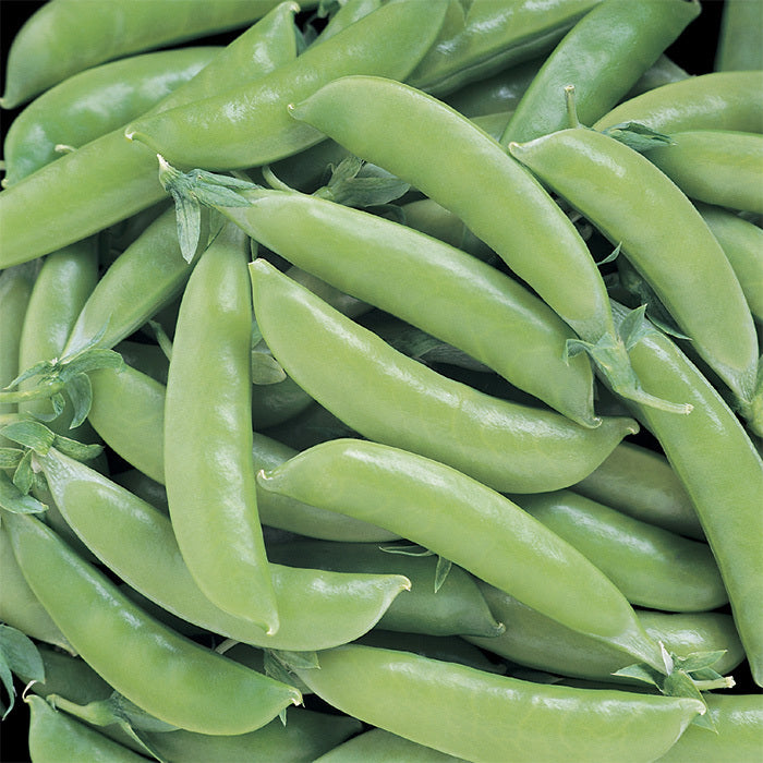  Super Sugar Snap Pea