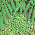  Green Arrow Garden Shelling Pea