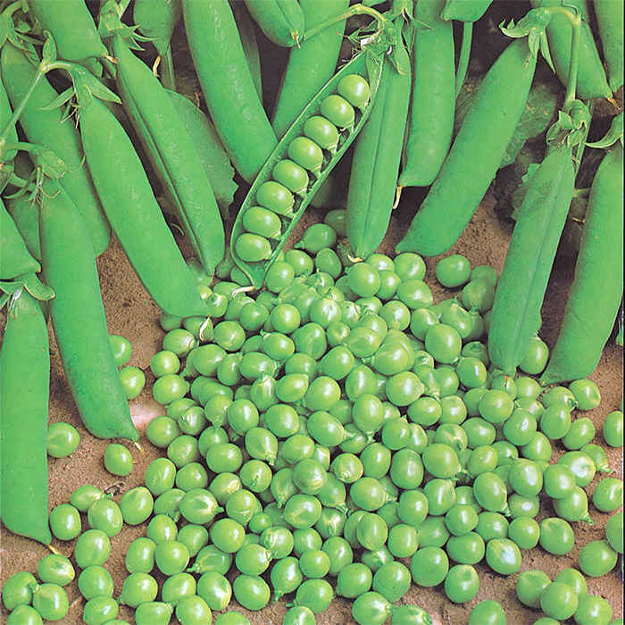  Green Arrow Garden Shelling Pea