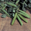  Progress No.9 Garden Shelling Pea
