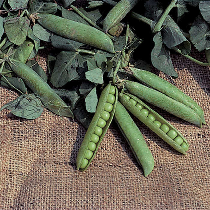  Progress No.9 Garden Shelling Pea