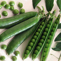  Sabre Garden Shelling Pea