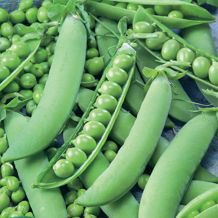  Strike Garden Shelling Pea