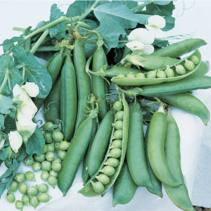  Wando Garden Shelling Pea