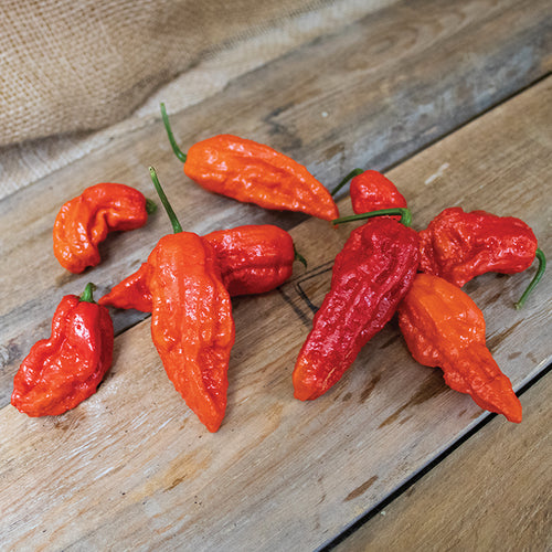  Bhut Jolokia Pepper