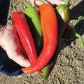  Biggie Chile&trade; Hybrid Pepper