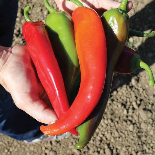  Biggie Chile&trade; Hybrid Pepper