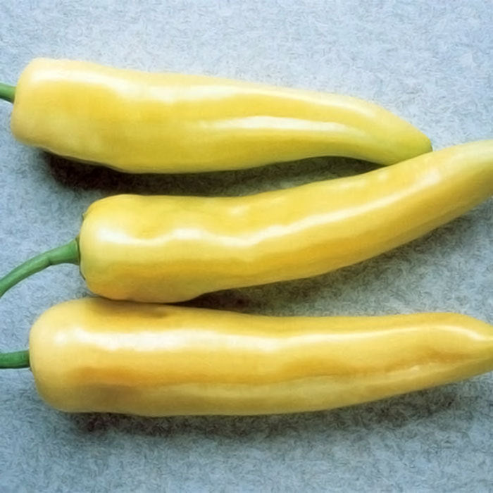  Hungarian Yellow Hot Wax Pepper