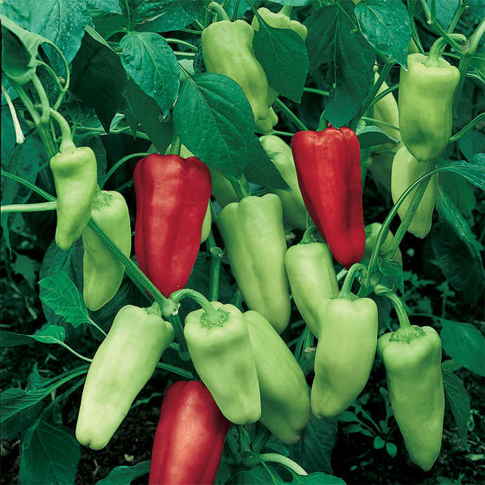  Italian Pepperoncini Pepper