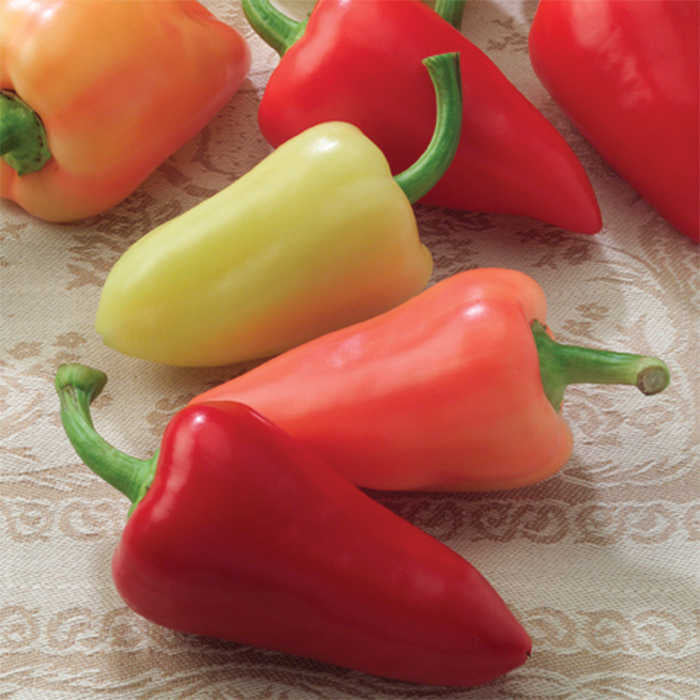  Mariachi Hybrid Pepper