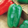  Big Bertha Ps Hybrid Pepper