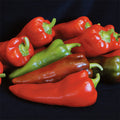 Carmen Hybrid Pepper