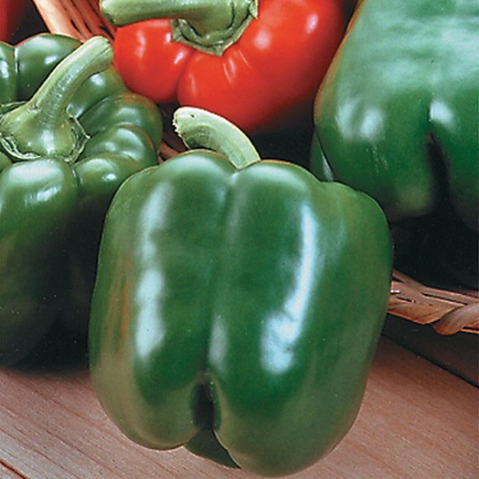 King Arthur Hybrid Pepper