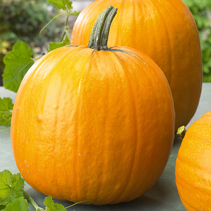  Autumn Gold Semi-Bush Hybrid Pumpkin