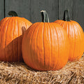  Cargo PMR Hybrid Pumpkin