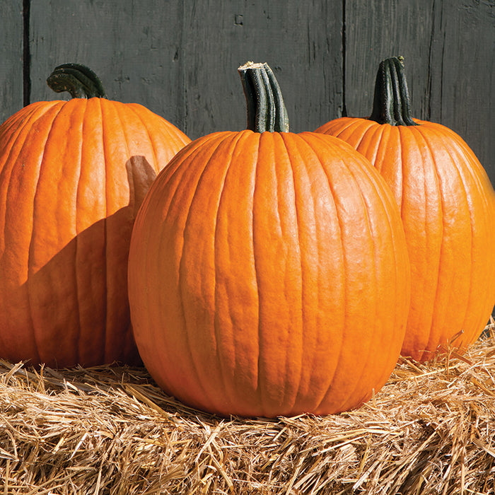  Cargo PMR Hybrid Pumpkin