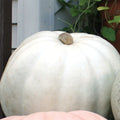  Crystal Star Pumpkin Hybrid