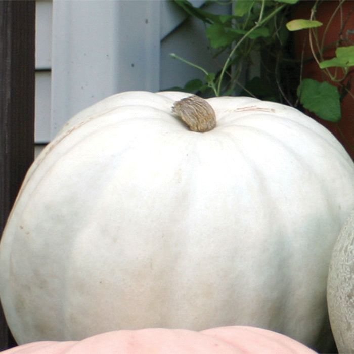  Crystal Star Pumpkin Hybrid