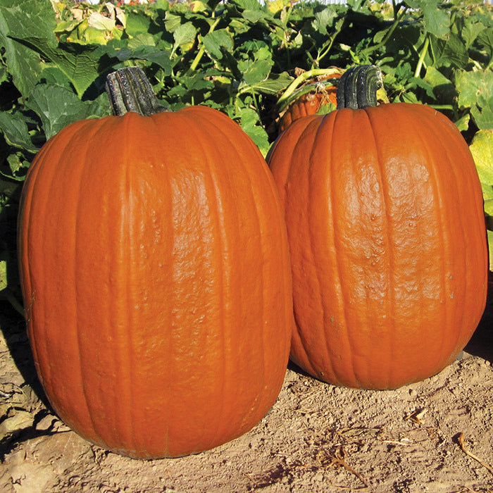  Early Giant Hybrid Pumpkin