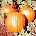  Howden Pumpkin