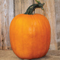  Howden Biggie Pumpkin