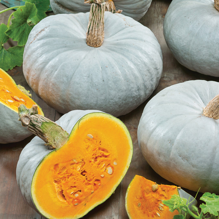  Blue Prince Hybrid Pumpkin