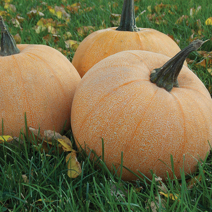  Winter Luxury Pie Pumpkin