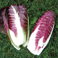  Fiero Hybrid Radicchio