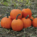  Magic Lantern Hybrid Pumpkin