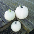 Cotton Candy Pumpkin