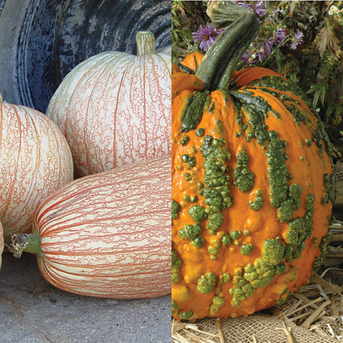  Novelty Pumpkin Offer