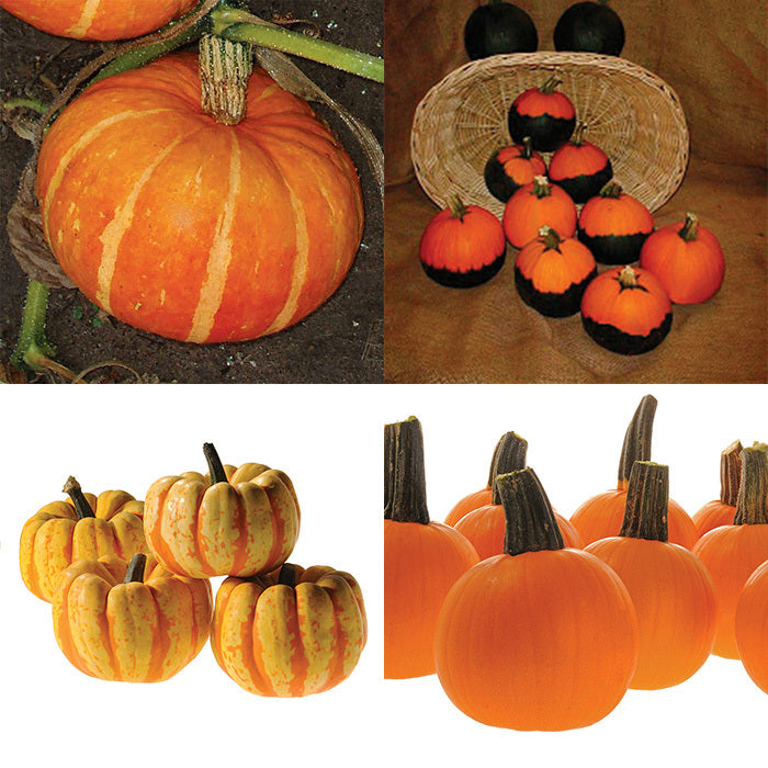 Novelty Mini Pumpkin Offer