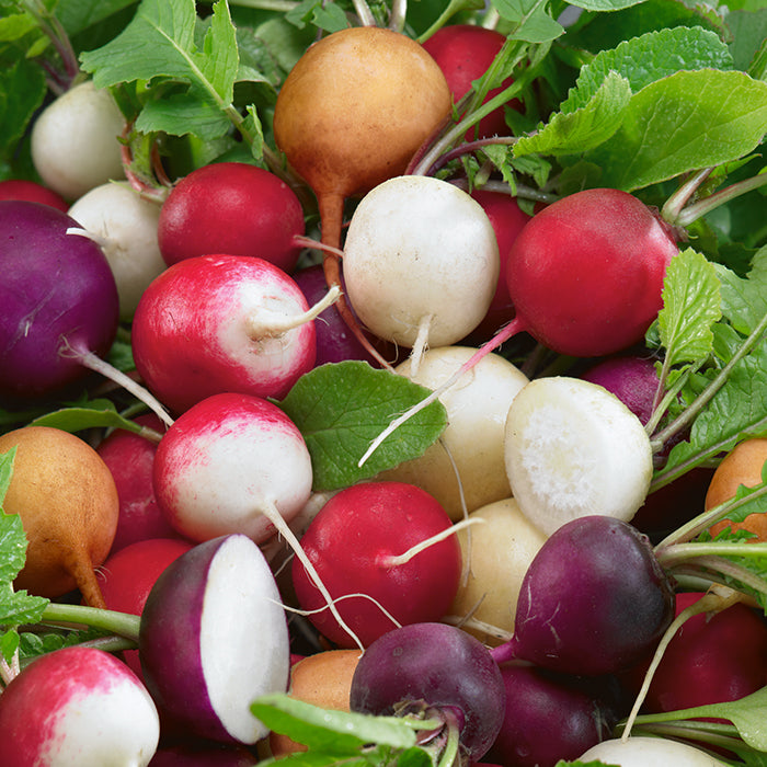  Fiesta Blend Radish