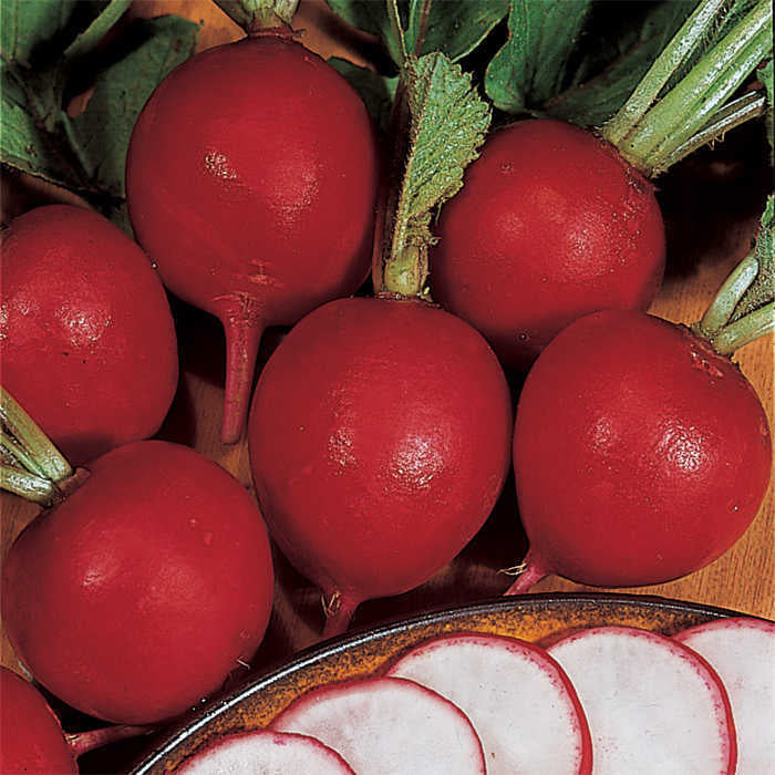  German Giant Radish