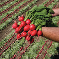  Rivoli Radish