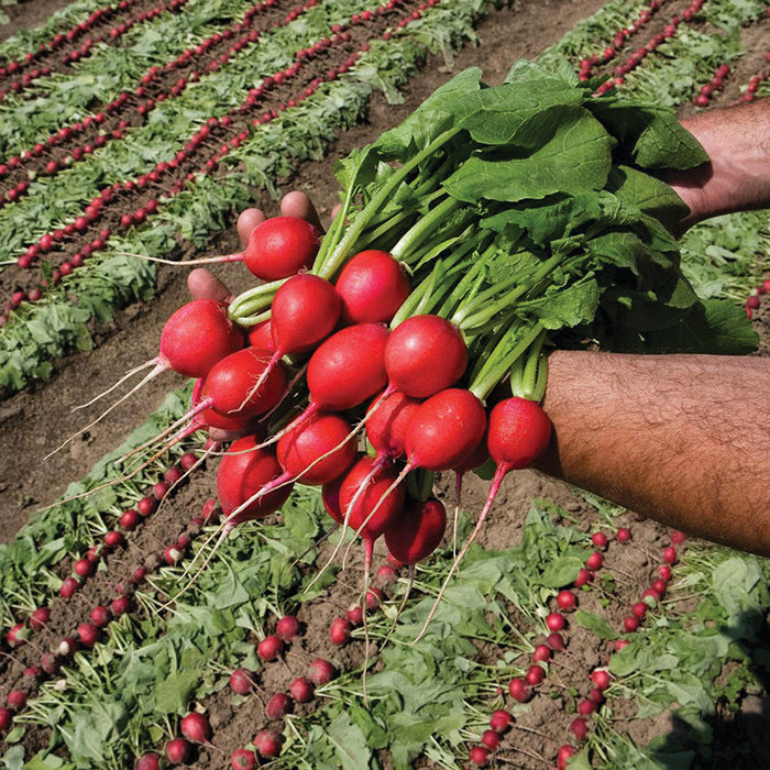  Rivoli Radish