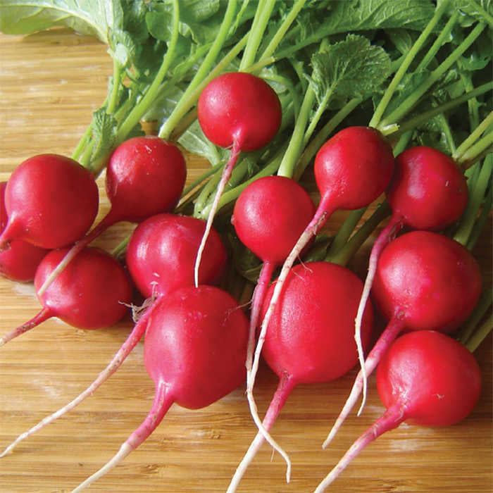  Rover Hybrid Radish