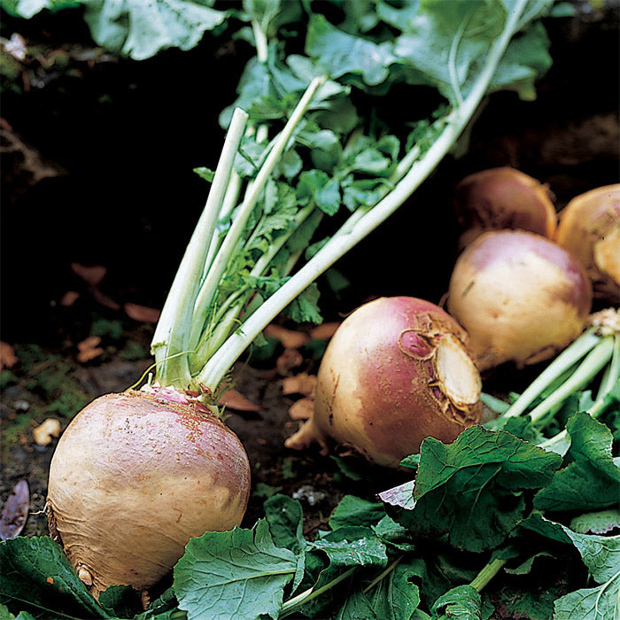  American Purple Top Rutabaga