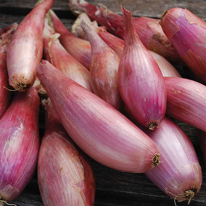  Zebrune Heirloom Shallot