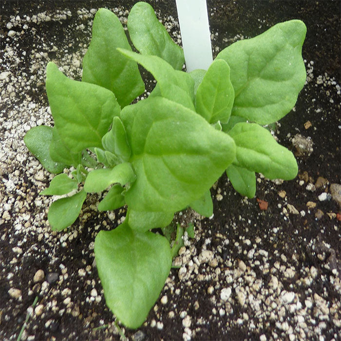  New Zealand Or Tetragonia Spinach