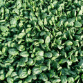  Reflect Hybrid Spinach